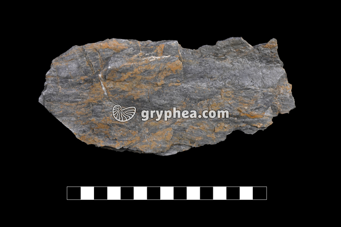 Schiste métamorphique - échantillon - gryphea.com